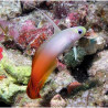 Nemateleotris magnifica 5-6 cm (Maldives) (lot de 2)